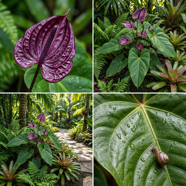 Exotic Anthurium Flower Seeds for Planting | Grow Stunning Tropical Blooms
