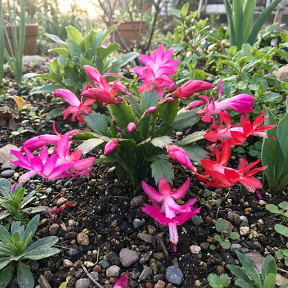 Schlumbergera Flower Seeds Planting for Festive Blooms - Seed for Lively Holiday Decorations in Your Home Garden