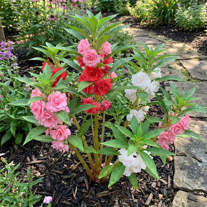 Balsam Camellia Seeds for Charming Planting