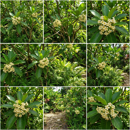 Fragrant Flower Seeds for Planting: Fagraea