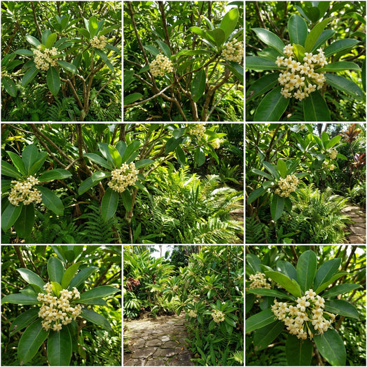 Fragrant Flower Seeds for Planting: Fagraea