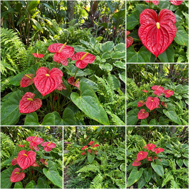Anthurium Indoor Planting Seeds - Grow Exotic Indoor Blooms | Anthurium Flower Seeds for Planting