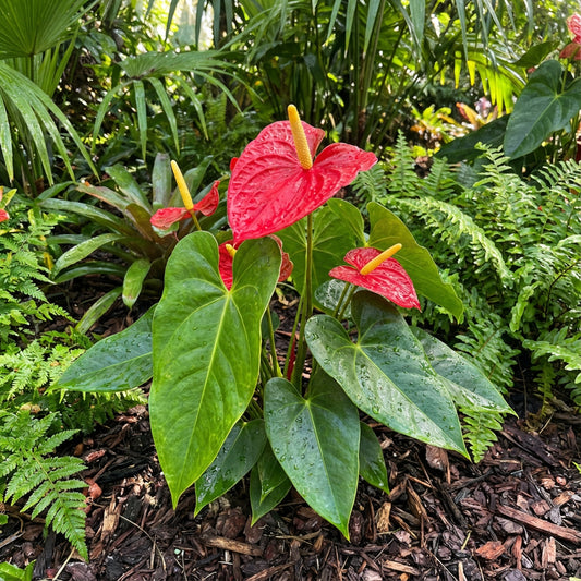 Anthurium Indoor Planting Seeds - Grow Exotic Indoor Blooms | Anthurium Flower Seeds for Planting