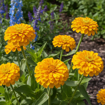 Zinnia Flower Seeds in Brown and Yellow for a Cozy Garden Ambiance