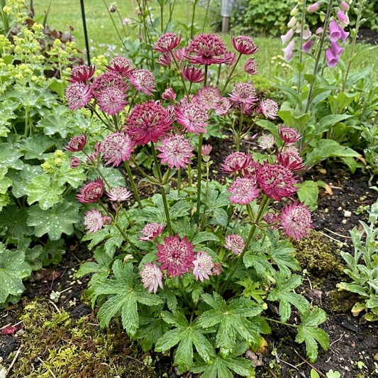 Astrantia Flower Seeds for Unique Planting