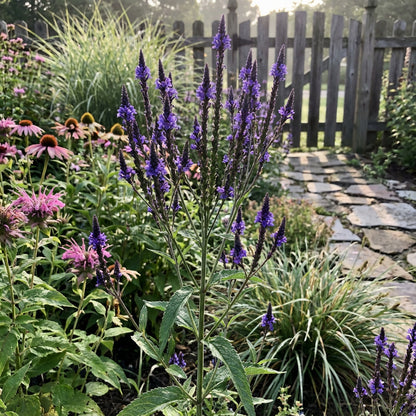 Blue Vervain Flower Seeds for Planting