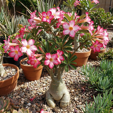 Adenium Obesum Flower Seeds for Planting in Desert Gardens