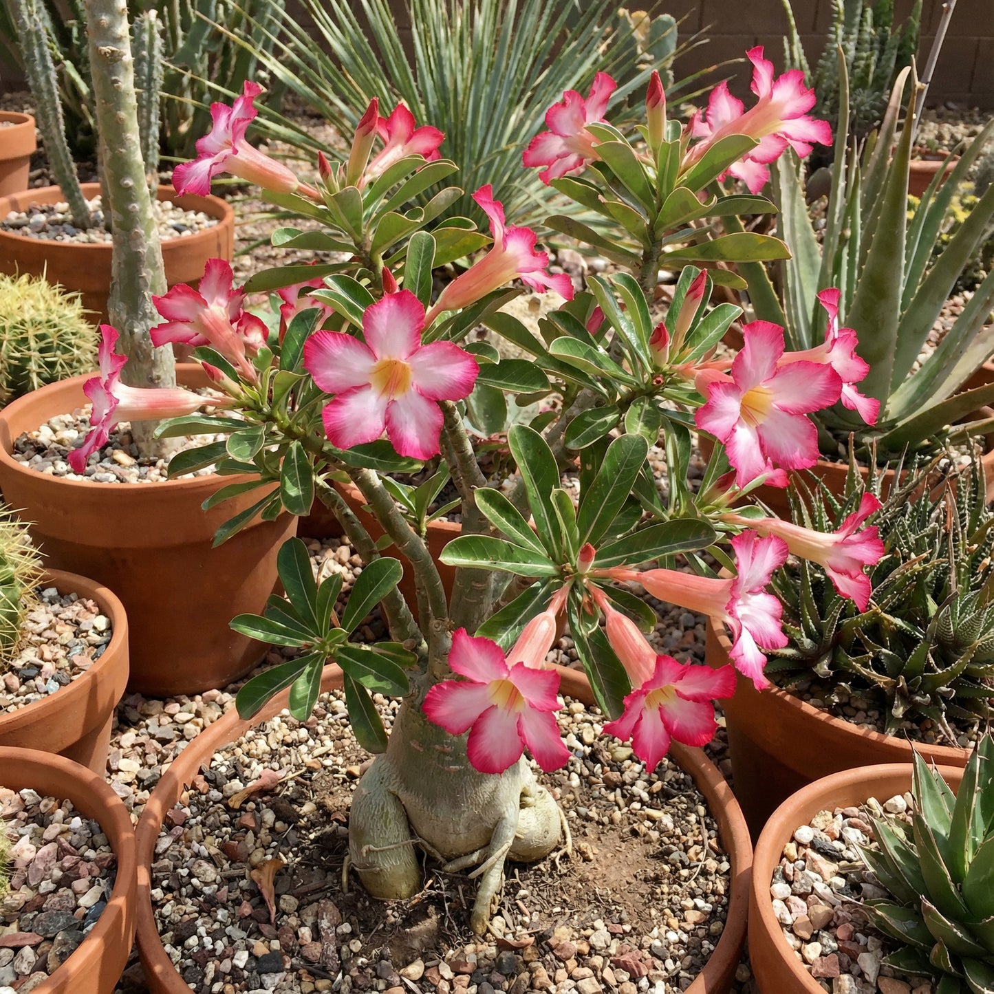 Adenium Obesum Flower Seeds for Planting in Desert Gardens