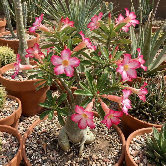 Adenium Obesum Flower Seeds for Planting in Desert Gardens