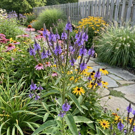 Blue Vervain Flower Seeds for Planting