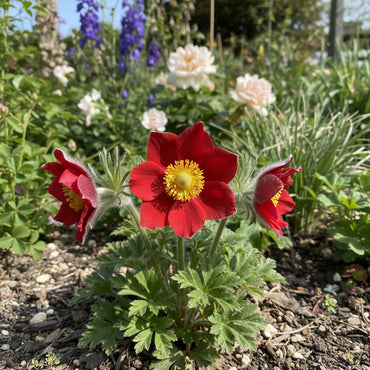 Bold Red Anemone Pulsatilla Seeds for Planting