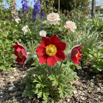 Bold Red Anemone Pulsatilla Seeds for Planting