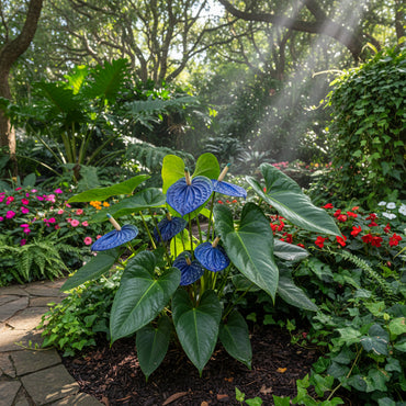 Blue Anthurium Flower Seeds for Planting - Cool Hues