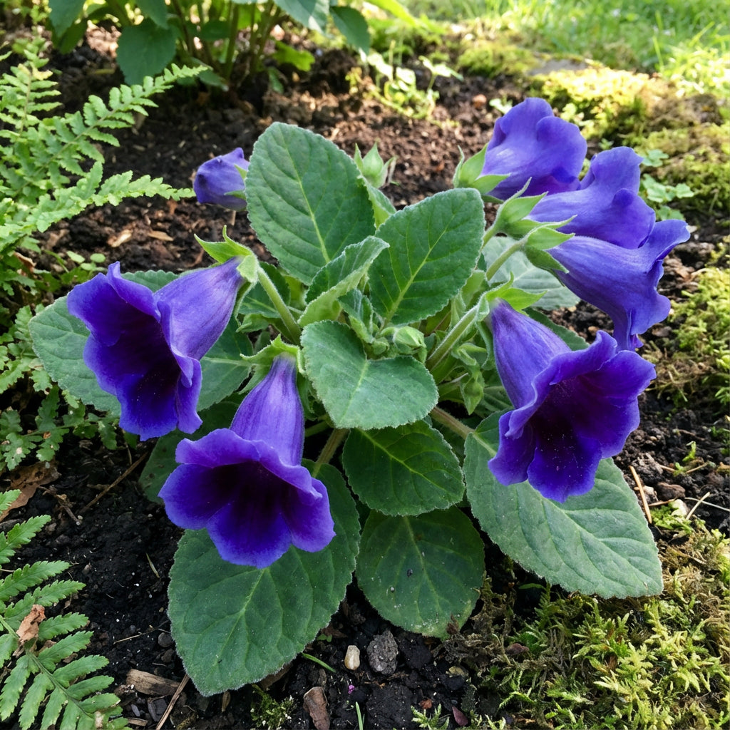 Blue Gloxinia Flower Seeds for Planting