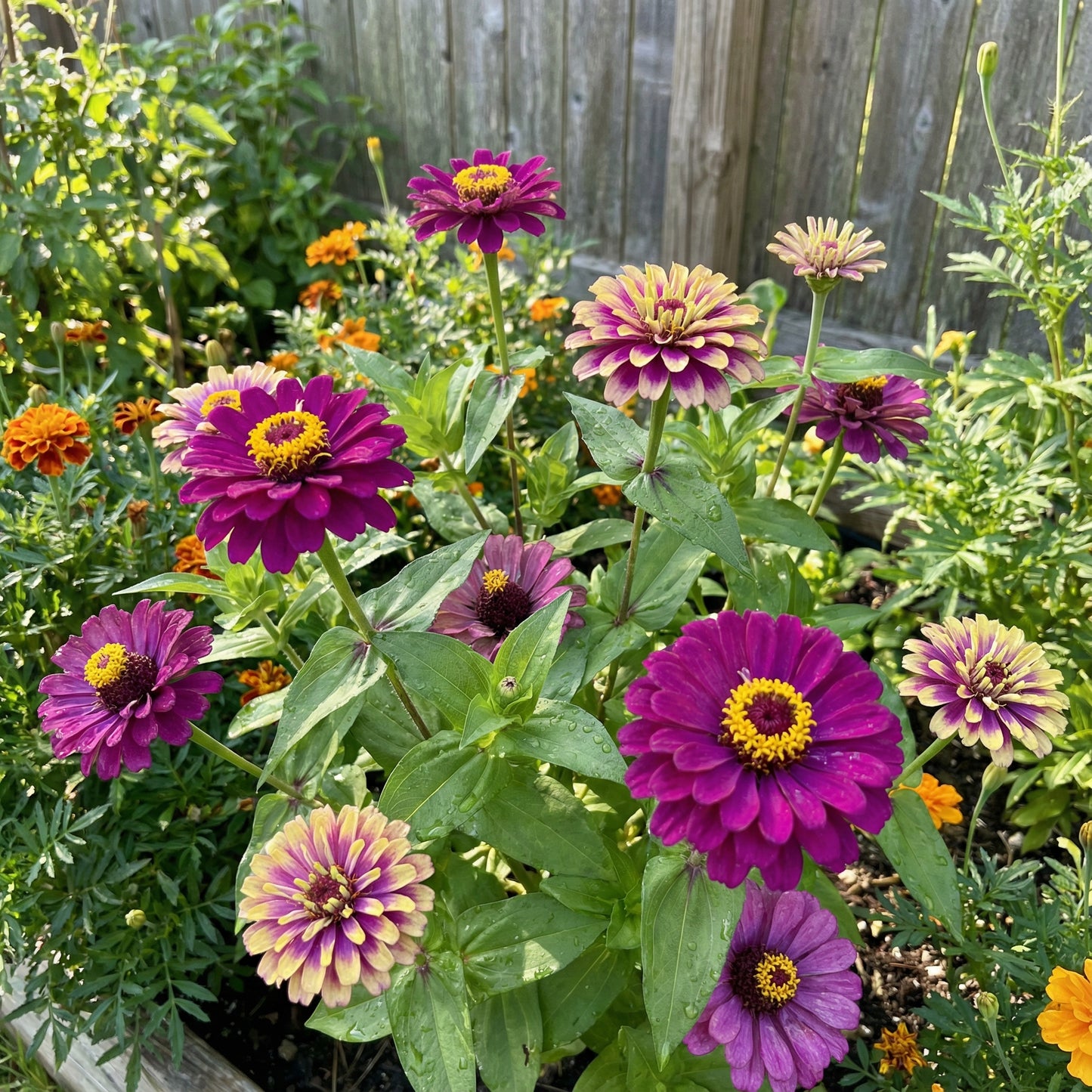Zinnia Flower Seeds - Vibrant Purple & Yellow for Stunning Gardens