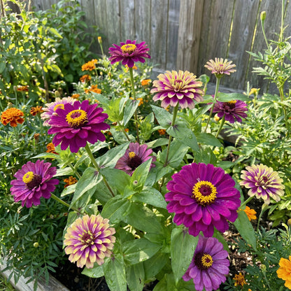 Zinnia Flower Seeds - Vibrant Purple & Yellow for Stunning Gardens