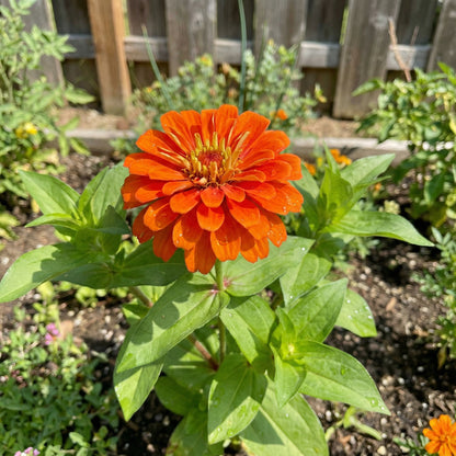 Zinnia Flower Seeds in Bright Orange for Colorful Gardens
