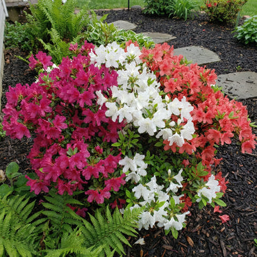 Mixed Azalea Flower Seeds for Colorful Planting
