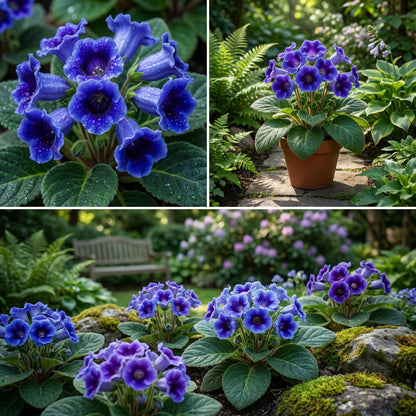 Blue Gloxinia Flower Seeds for Planting