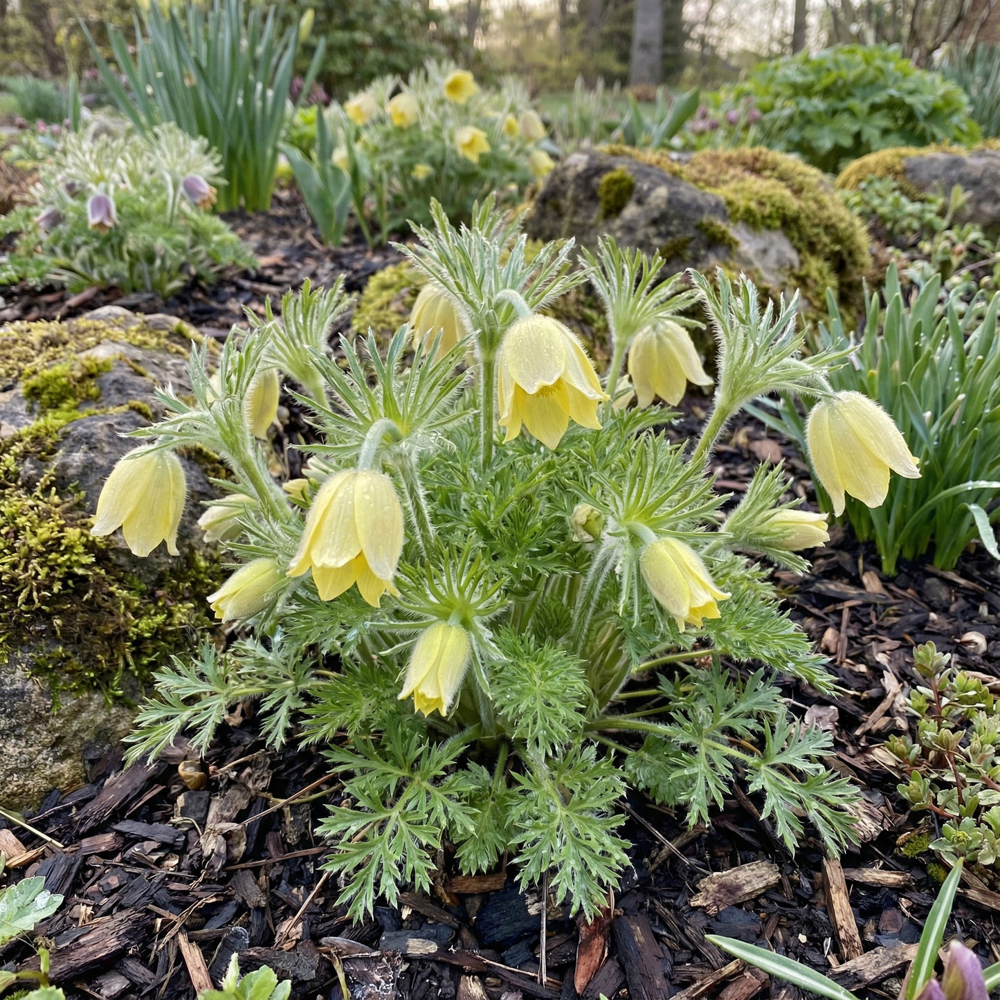 Yellow Anemone Pulsatilla Seeds for Bright Planting Spots