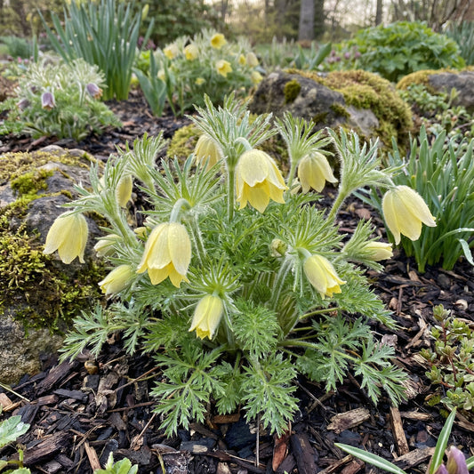 Yellow Anemone Pulsatilla Seeds for Bright Planting Spots