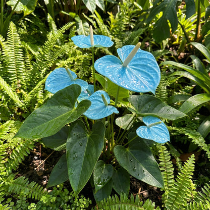 Sky Blue Anthurium Flower Seeds for Planting | Elegant Blooms for Freshness