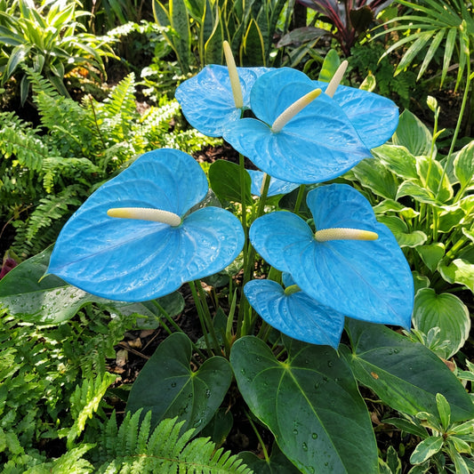 Sky Blue Anthurium Flower Seeds for Planting | Elegant Blooms for Freshness