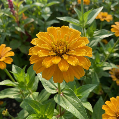 Zinnia Planting Flower Seeds Dark Yellow - For Colorful Blooms in Any Garden
