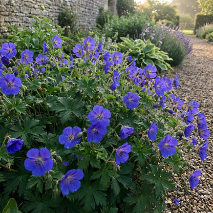 Univalve Geranium Planting Seeds - Deep Blue Elegance for Your Garden