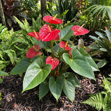 Anthurium Red Flower Seeds for Indoor Planting - Tropical Elegance for Bold Interiors