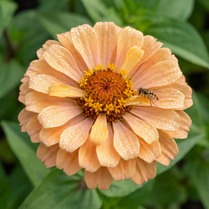 Zinnia Flower Seeds - Light Orange Blooms for Vibrant Garden Displays