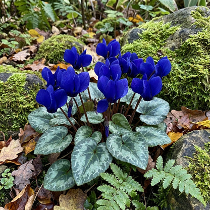 Elegant Dark Blue Cyclamen Flower Seeds - Perfect for Planting