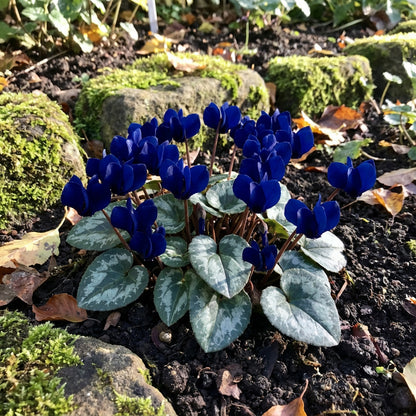 Elegant Dark Blue Cyclamen Flower Seeds - Perfect for Planting