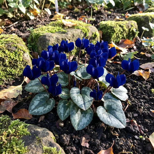 Elegant Dark Blue Cyclamen Flower Seeds - Perfect for Planting