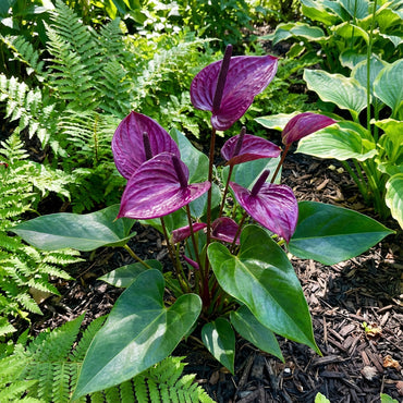 Anthurium Purple Flower Seeds for Planting - Rich Decorative Blooms