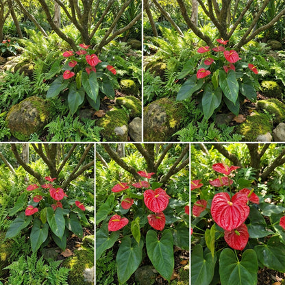 Anthurium Red Flower Seeds for Indoor Planting - Tropical Elegance for Bold Interiors