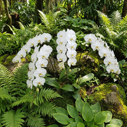 White Phalaenopsis Orchid Wind Seeds for Planting  Seed for Elegant Orchid Blooms, Perfect for Indoor and Outdoor Garden