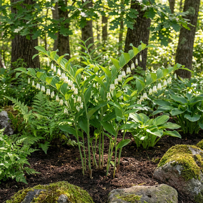 White Solomons Flower Planting for Lush Gardens - Seeds for Brightening Your Outdoor Spaces