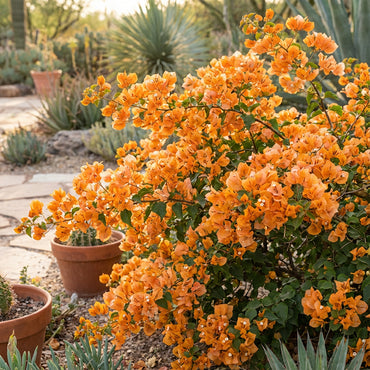 Orange Bougainvillea Flower Seeds for Planting - Vibrant Blooms for Your Garden