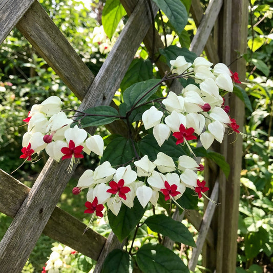 White Red Clerodendrum Thomsonii Flower Planting - Seed for Striking Blooms and Lush Growth in Your Garden