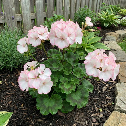 White Pink Geranium Flower Seeds for Planting  Seed for Beautiful Blooms, Perfect for Garden DÃ©cor and Easy Growth