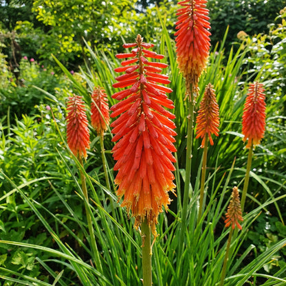 Red Pokerflower Planting  Seeds for Striking Blooms That Brighten Up Your Garden