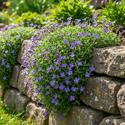 Aubrieta Blue Flower Seeds  Perfect for Planting
