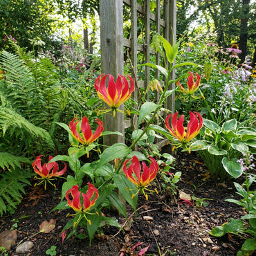 Red Gloriosa Superba Planting Seeds for Stunning Blooms