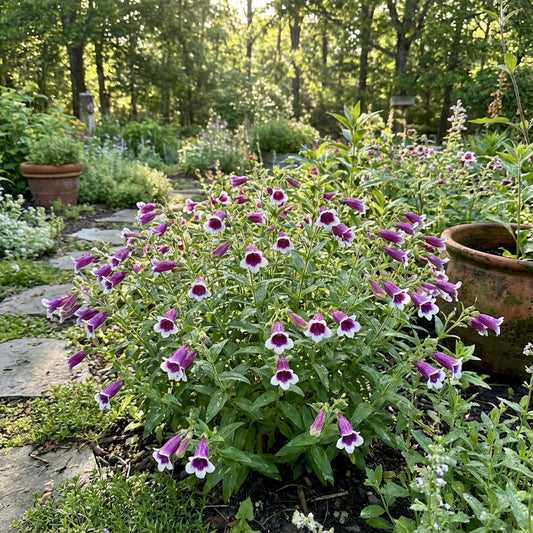 White and Purple Omeris Flower Seeds for Planting