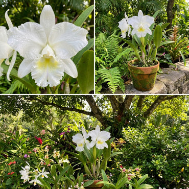 White Cattleya Flower and Red for Vibrant Garden Blooms - Seeds for Stunning Floral Displays