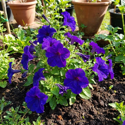 Blue Petunia Seeds: Perfect for Planting