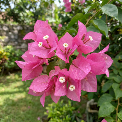 Pink Bougainvillea Flower Seeds for Planting  Brighten Your Garden with Vibrant Blooms