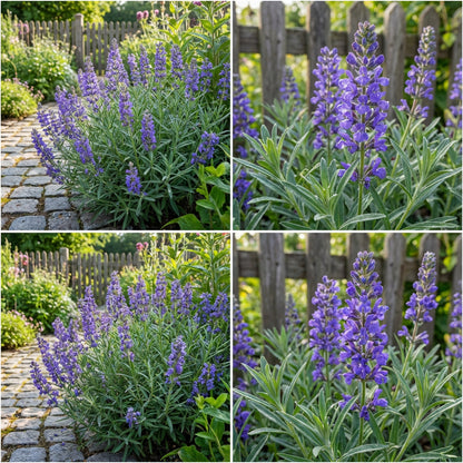 Blue Angustifolia Seeds  Ideal for Planting