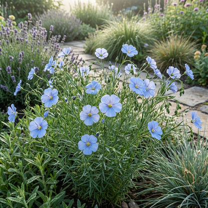 Blue Linum Flower Seeds for Planting